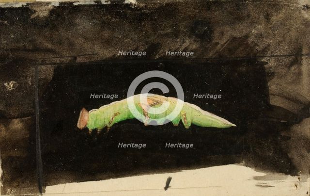 Larger Spotted Beach Leaf Edge Caterpillar..., late 19th-early 20th century. Creator: Emma Beach Thayer.