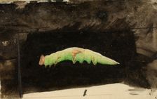 Larger Spotted Beach Leaf Edge Caterpillar..., late 19th-early 20th century. Creator: Emma Beach Thayer