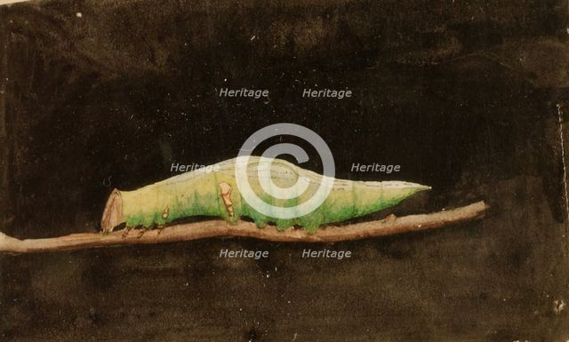 Larger Spotted Beach Leaf Edge Caterpillar..., late 19th-early 20th century. Creator: Emma Beach Thayer.