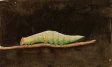 Larger Spotted Beach Leaf Edge Caterpillar..., late 19th-early 20th century. Creator: Emma Beach Thayer