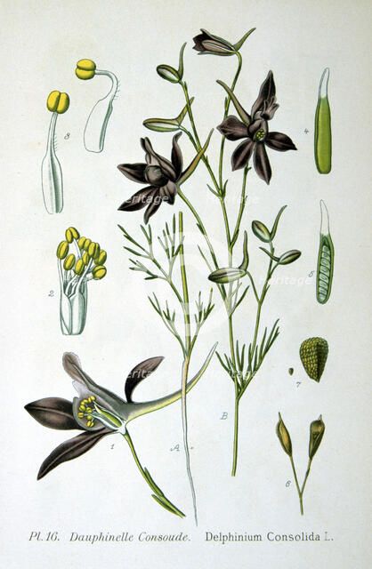 Larkspur, 1893. Artist: Unknown
