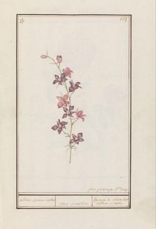 Larkspur (Consolida), 1790-1799. Creator: Jan Garemijn