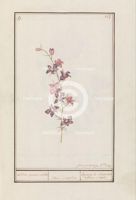 Larkspur (Consolida), 1790-1799. Creator: Jan Garemijn.