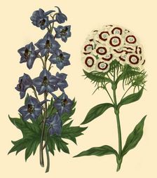 Larkspur and Sweet William: Delphinium elatum and Dianthus barbatus 1805, (1946). Creator: F Sansom