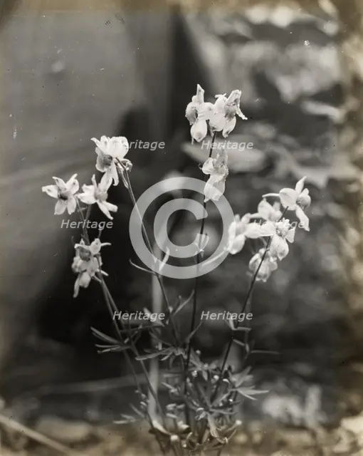 Larkspur (delphinium), between 1915 and 1935. Creator: Frances Benjamin Johnston.