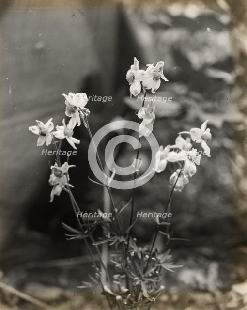Larkspur (delphinium), between 1915 and 1935. Creator: Frances Benjamin Johnston.