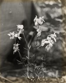 Larkspur (delphinium), between 1915 and 1935. Creator: Frances Benjamin Johnston