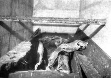 L'Arret du repli allemand; Le plus odieux pillage: cercueils fractures et vides de leurs cendres da Creator: Unknown