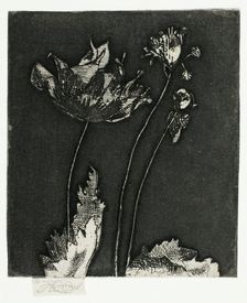 Last Poppies, 1897. Creator: Theodore Roussel