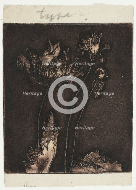 Last Poppies, 1897. Creator: Theodore Roussel.