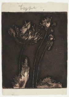 Last Poppies, 1897. Creator: Theodore Roussel