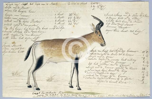 Lcelaphus buselaphus caama (Hartebeest), 1777-1786. Creator: Robert Jacob Gordon.
