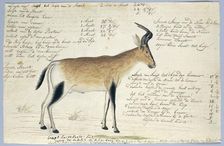 Lcelaphus buselaphus caama (Hartebeest), 1777-1786. Creator: Robert Jacob Gordon