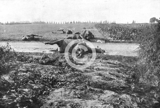 'Le Champ de Bataille; Sur le terrain du combat de Haelen, lles cadavres de chevaux', 1914 Creator: Unknown.