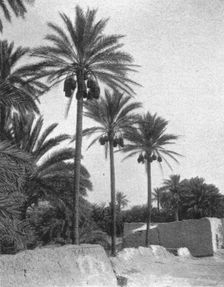 'Le bas Sahara-Les Oasis, palmiers dattiers; Afrique du nord 1914. Creator: Unknown
