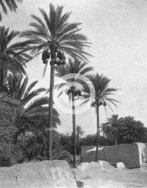 ''Le bas Sahara-Les Oasis, palmiers dattiers; Afrique du nord', 1914. Creator: Unknown.