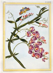 Le Grand Lathyre (Everlasting Sweet Pea), pub. 1776. Creator: Pierre Joseph Buchoz (1731-1807)