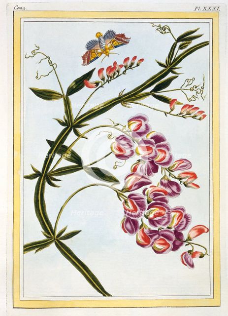 Le Grand Lathyre (Everlasting Sweet Pea),  pub. 1776. Creator: Pierre Joseph Buchoz (1731-1807).