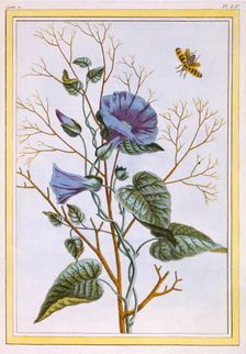 Le Grand Liseron Violet (Convovlus), pub. 1776. Creator: Pierre Joseph Buchoz (1731-1807)