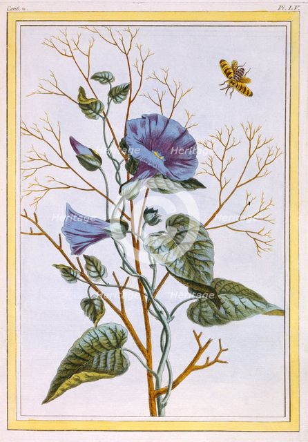 Le Grand Liseron Violet (Convovlus), pub. 1776. Creator: Pierre Joseph Buchoz (1731-1807).