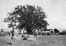 'Le ficus geant de la place du marche d'Addis-Abeba; Le Nord-Est Africain 1914. Creator: Charles Chusseau-Flaviens