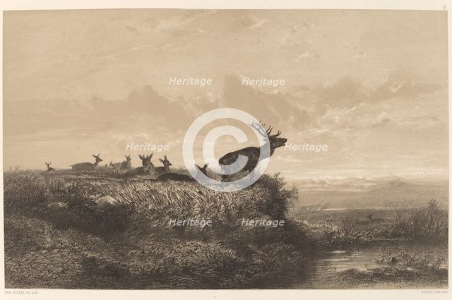 Le Matin. Cerf et Biches. Creator: Karl Bodmer.
