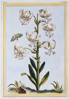 Le Martagan Blanc, pub. 1776. Creator: Pierre Joseph Buchoz (1731-1807)