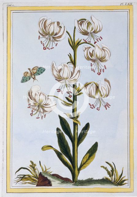 Le Martagan Blanc,  pub. 1776. Creator: Pierre Joseph Buchoz (1731-1807).