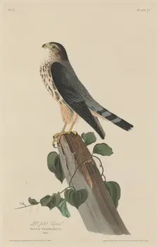 Le Petit Caporal, 1829. Creator: Robert Havell