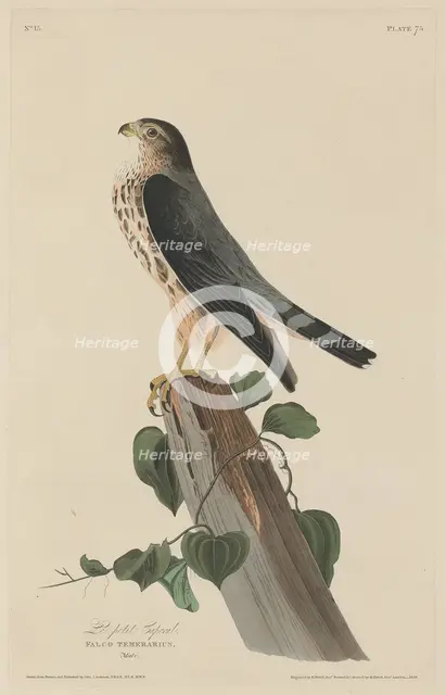 Le Petit Caporal, 1829. Creator: Robert Havell.