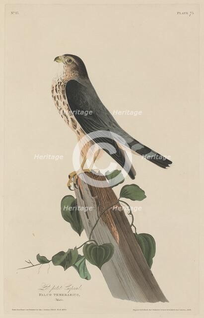 Le Petit Caporal, 1829. Creator: Robert Havell.