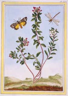 Le Petit arbousier des Aples (Mountain heather), pub. 1776. Creator: Pierre Joseph Buchoz (1731-1807)
