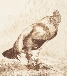 Le Vieux Coq (The Old Rooster), 1882. Creator: Felix Bracquemond