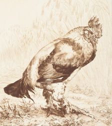 Le Vieux Coq (The Old Rooster), 1882. Creator: Felix Bracquemond