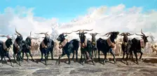 Let us take out the herd 1853. Artist: Emile Charles Joseph Loubon