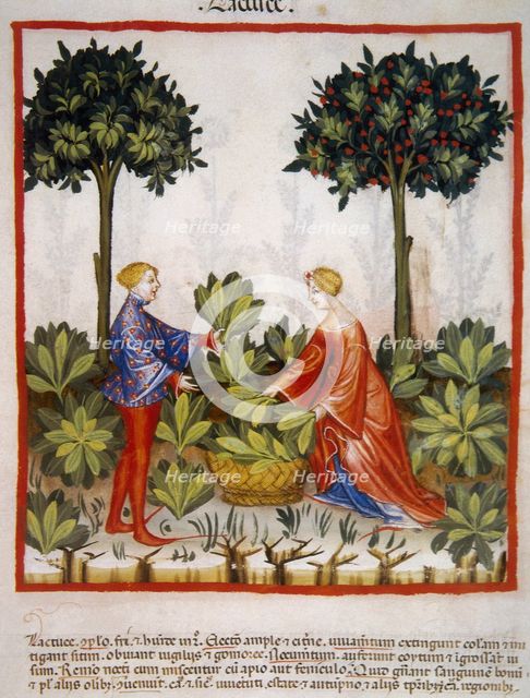 Lettuce, 14th century.  Creator: Unknown.