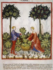 Lettuce, 14th century. Creator: Unknown