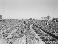 Lettuce cutting in the Imperial Valley, California, 1937. Creator: Dorothea Lange