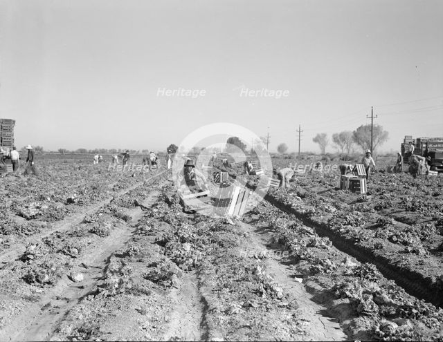 Lettuce cutting in the Imperial Valley, California, 1937. Creator: Dorothea Lange.