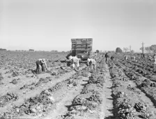 Lettuce cutting in the Imperial Valley, California, 1937. Creator: Dorothea Lange