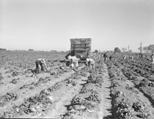 Lettuce cutting in the Imperial Valley, California, 1937. Creator: Dorothea Lange