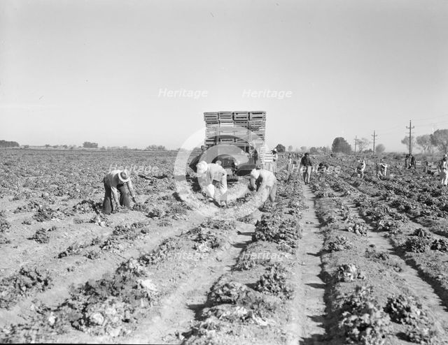 Lettuce cutting in the Imperial Valley, California, 1937. Creator: Dorothea Lange.