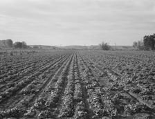 Lettuce field near Ontario, Malheur County, Oregon, 1939. Creator: Dorothea Lange