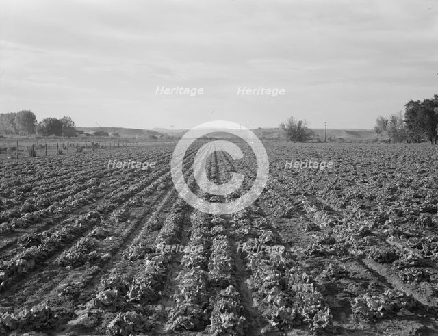 Lettuce field near Ontario, Malheur County, Oregon, 1939. Creator: Dorothea Lange.