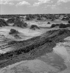 Leveling hummocks in the dust bowl, Coldwater District, 30 miles north of Dalhart, Texas, 1938. Creator: Dorothea Lange