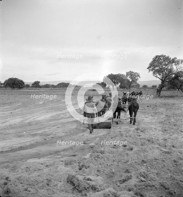 Leveling the land for irrigation on the Bosque Farms project, New Mexico, 1935. Creator: Dorothea Lange.