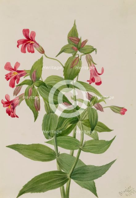 Lewis Monkey Flower (Mimulus lewisii), 1899. Creator: Mary Vaux Walcott.
