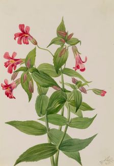 Lewis Monkey Flower (Mimulus lewisii), 1899. Creator: Mary Vaux Walcott
