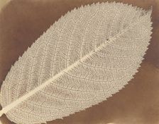 [Leaf], ca. 1839. Creator: William Henry Fox Talbot