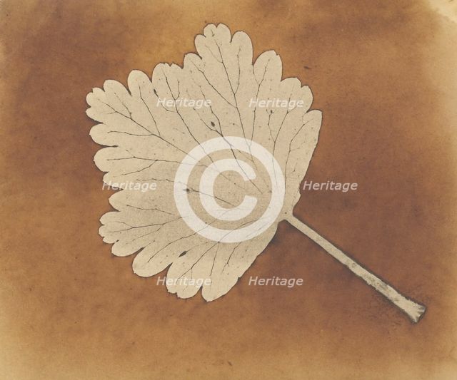 [Leaf], ca. 1840. Creator: William Henry Fox Talbot.